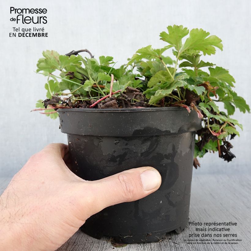 Example of Fraisier stérile - Waldsteinia ternata Pot de 2L/3L as you get in automne