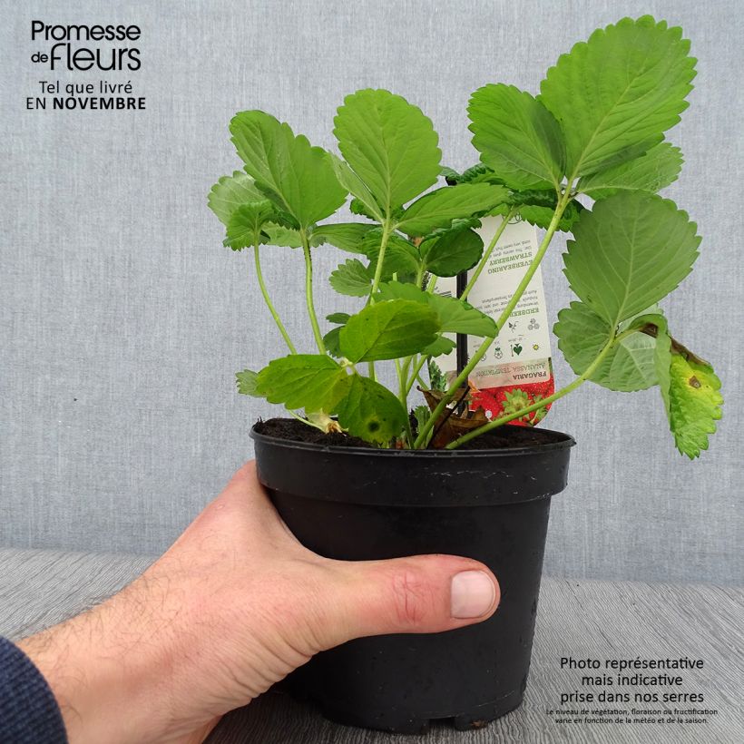 Example of Fraisier Temptation - Fraise des bois à gros fruits Pot de 1,5L/2L as you get in automne
