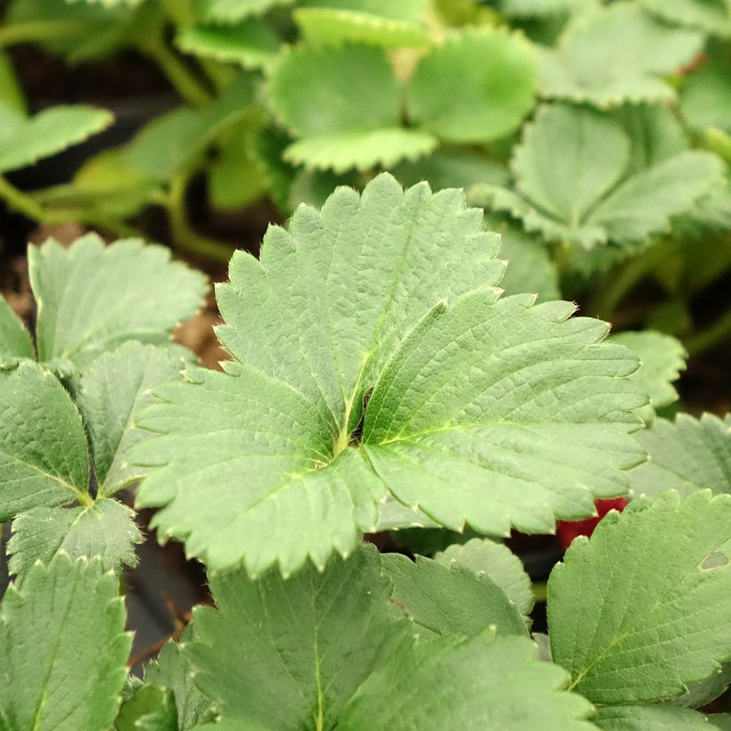 Fraisier Temptation - Fraise des bois à gros fruits (Foliage)