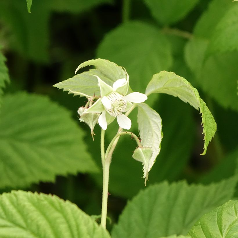 Framboisier Autumn First (remontant ) (Flowering)