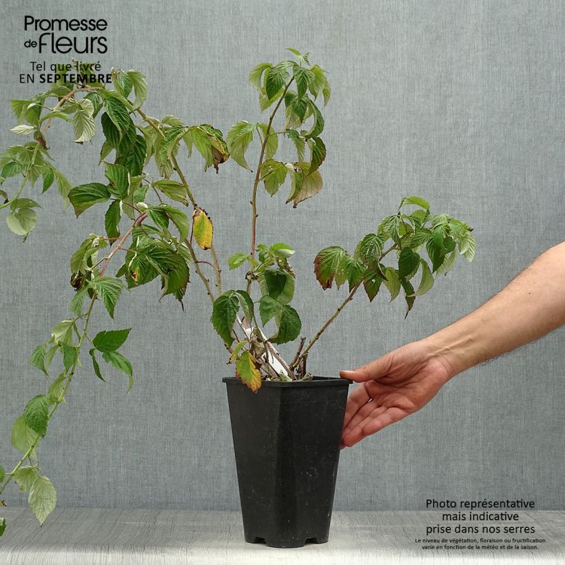 Example of Framboisier Autumn Passion ® (remontant) - Rubus idaeus Pot de 2L/3L, Touffe as you get in automne