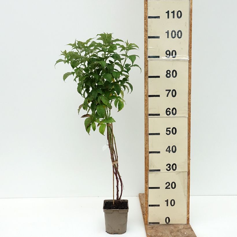 Example of Framboisier Belle de Malicorne - Georges Delbard Pot de 2L/3L, Touffe as you get in ete