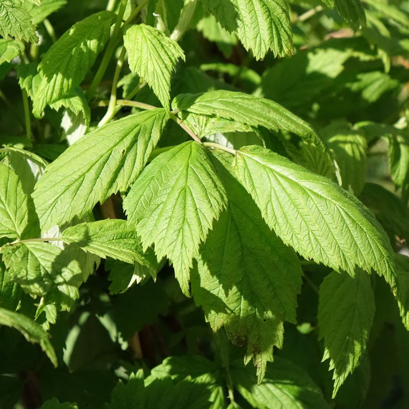 Framboisier Carmen Love (remontant) (Foliage)