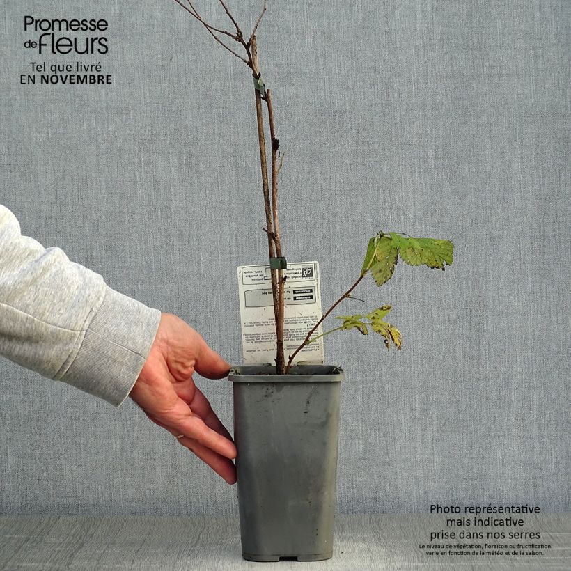 Example of Framboisier Glen Ample (non remontant) Bio Pot de 1L/1,5L, Touffe as you get in automne