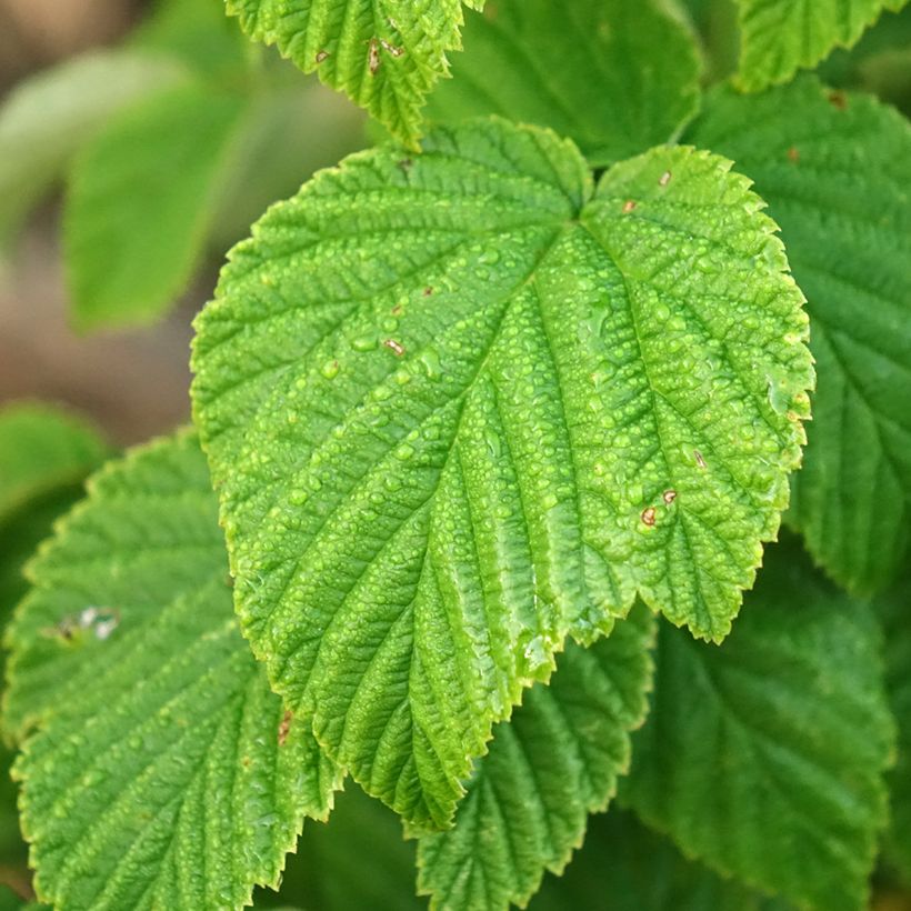 Framboisier Golden Everest (remontant) (Foliage)
