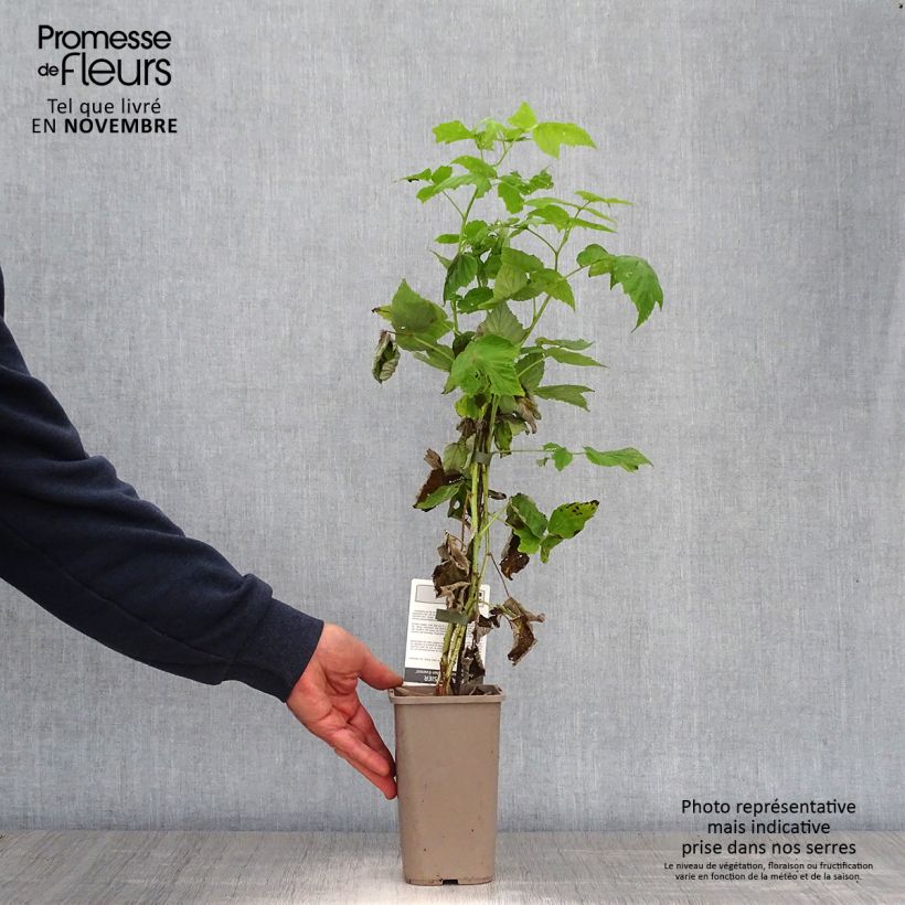 Example of Framboisier Golden Everest (remontant) Pot de 1,5L/2L, Touffe as you get in automne