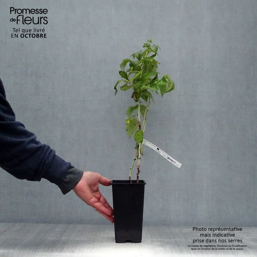 Example of Framboisier nain Lowberry Goodasgold - Rubus idaeus Pot de 1,5L/2L, Touffe as you get in automne