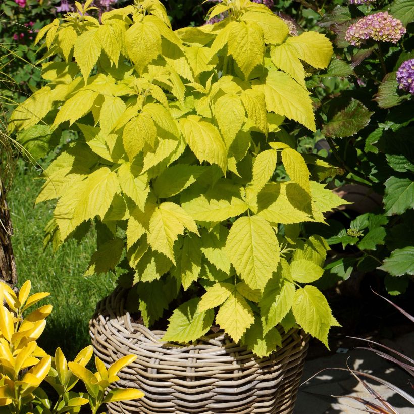 Framboisier Groovy - Rubus idaeus (Plant habit)