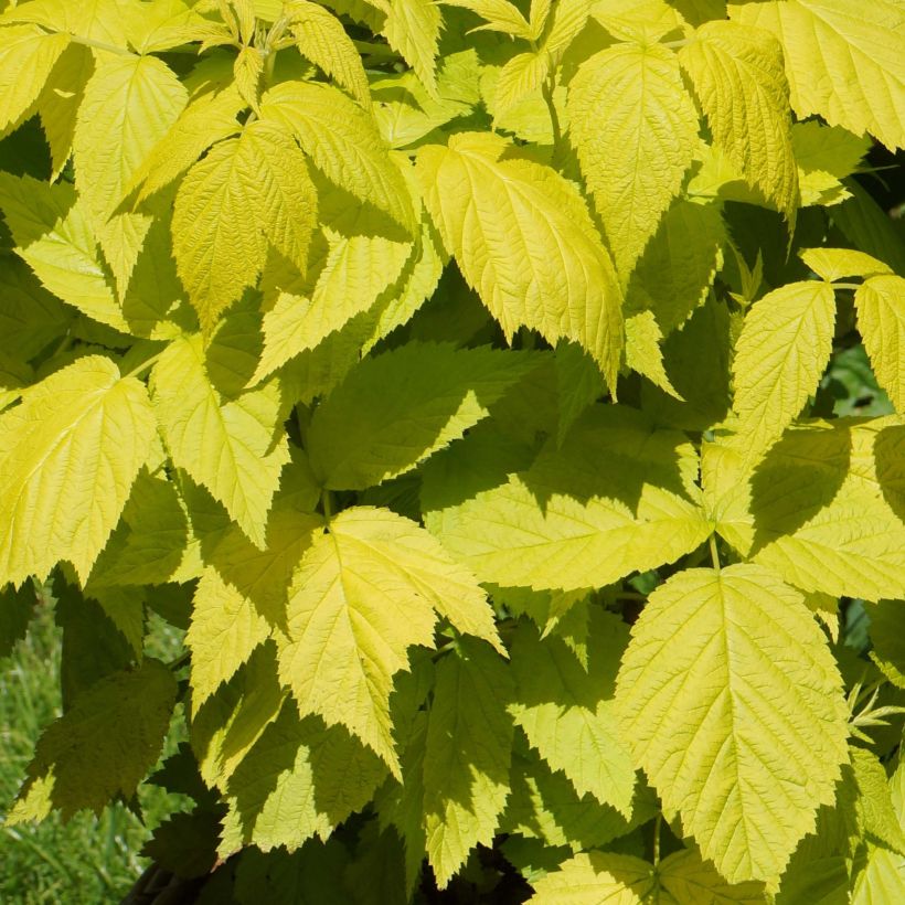 Framboisier Groovy - Rubus idaeus (Foliage)