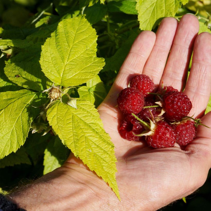 Framboisier Groovy - Rubus idaeus (Harvest)