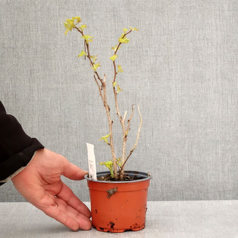 Example of Framboisier Groovy - Rubus idaeus Pot de 12 cm / 13 cm, Touffe as you get in printemps
