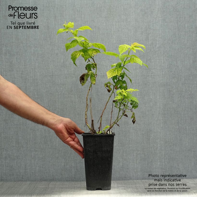 Example of Framboisier Groovy - Rubus idaeus Pot de 2L/3L, Touffe as you get in automne