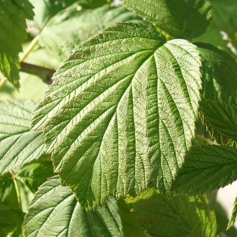 Framboisier Heritage (remontant) Bio (Foliage)