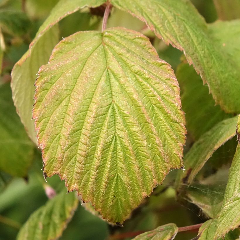 Framboisier Magnific Delbard - Georges Delbard (Foliage)