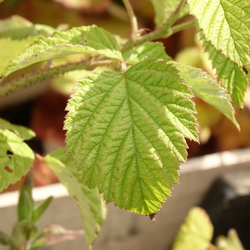 Framboisier Malling Promise (non remontant) (Foliage)
