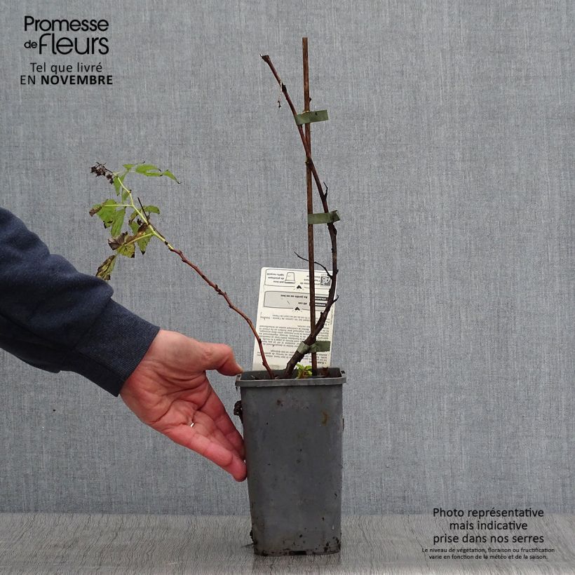 Example of Framboisier nain Little Sweet Sister Bio Pot de 1,5L/2L, Touffe as you get in automne