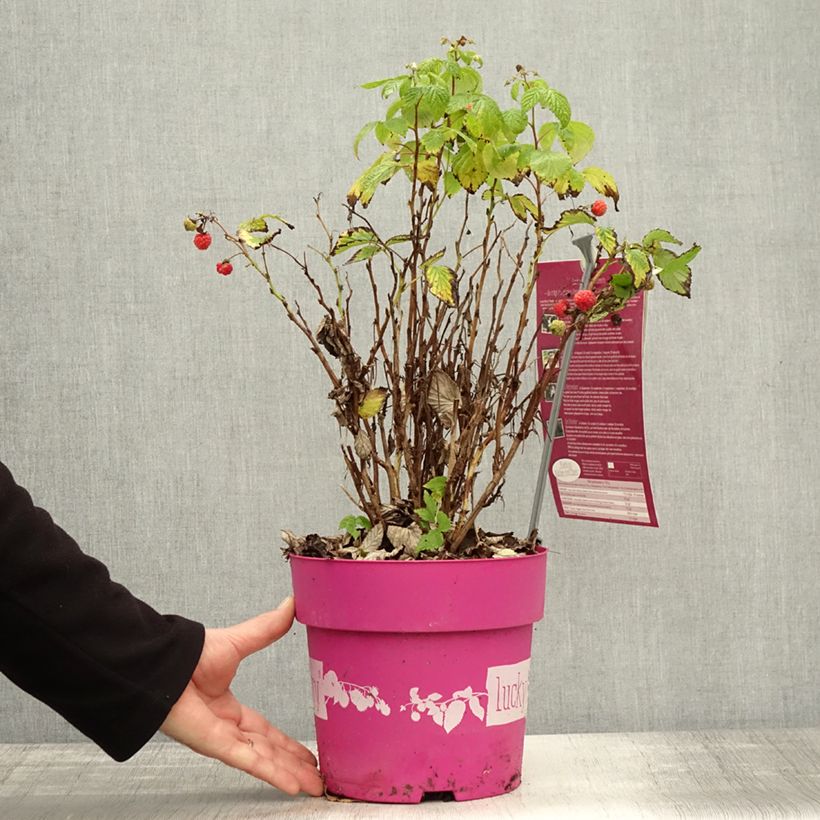 Example of Framboisier nain remontant Lucky Berry - Rubus idaeus Pot de 4L/5L, Touffe as you get in automne
