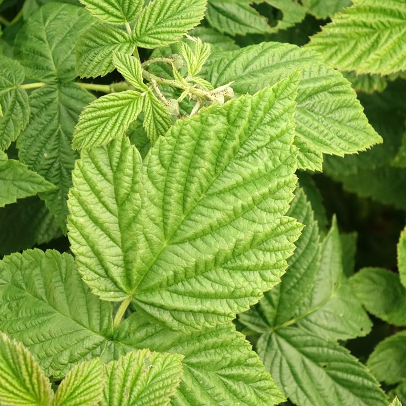 Framboisier Primeberry Autumn Fleshy - Rubus idaeus (Foliage)