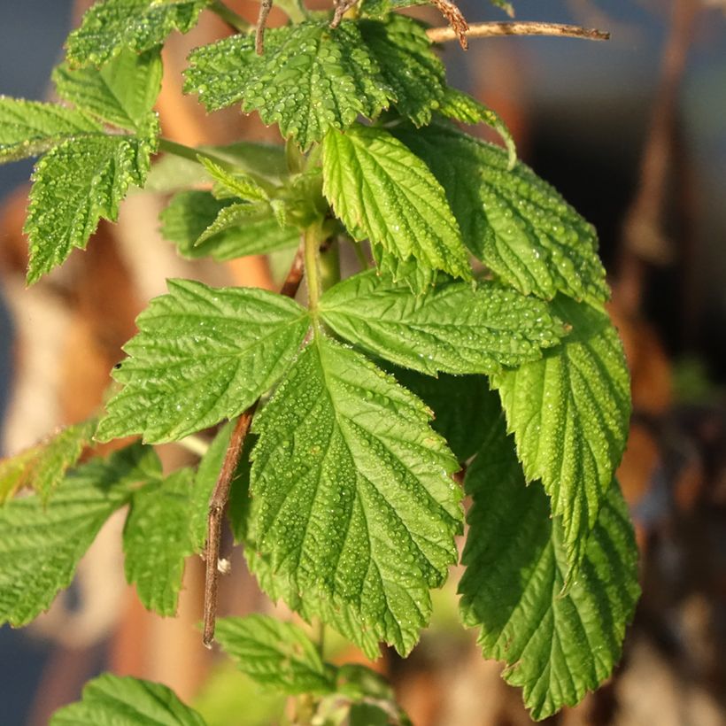 Framboisier Primeberry Autumn Happy - Rubus idaeus  (Foliage)