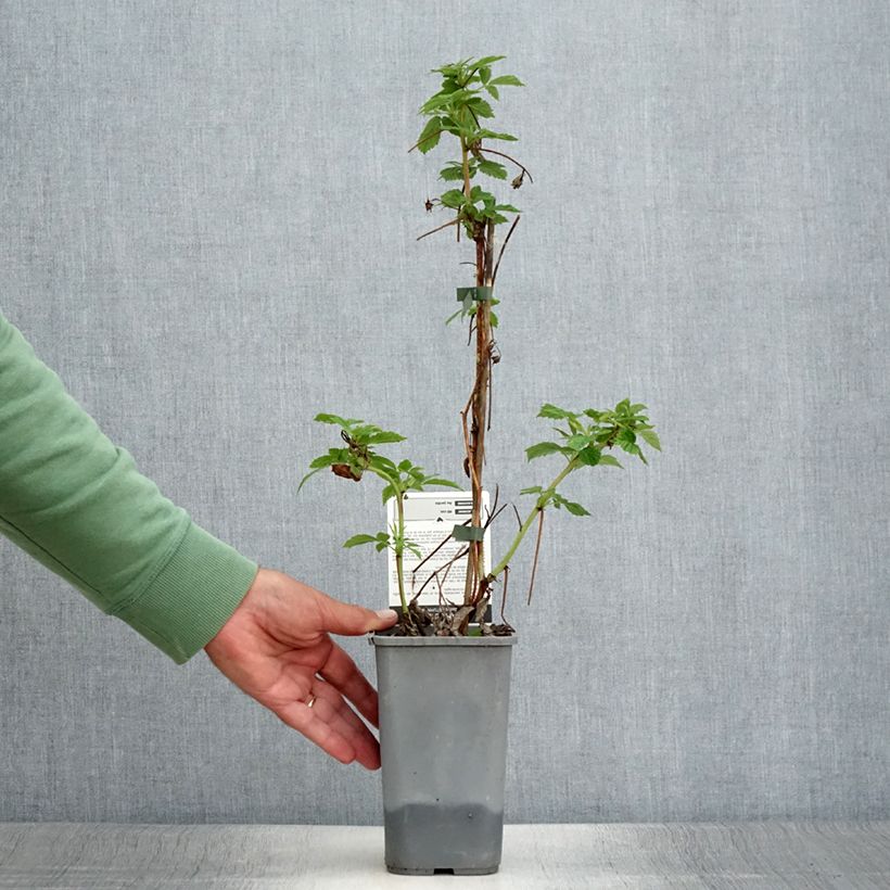 Example of Framboisier Primeberry Autumn Happy - Rubus idaeus  Pot de 1,5L/2L as you get in ete