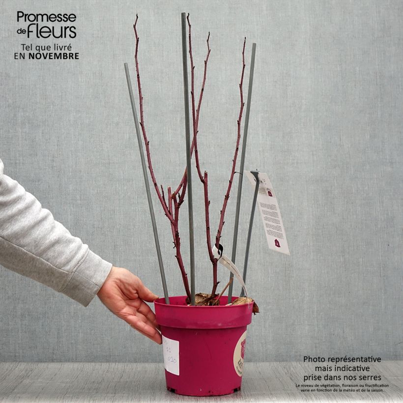 Example of Framboisier Raspbeary (remontant) - Rubus idaeus Pot de 4L/5L, Touffe as you get in automne
