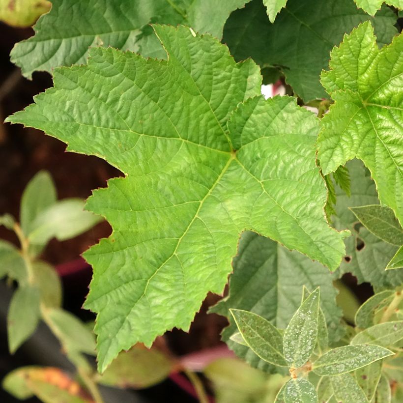 Framboisier Raspbeary (remontant) - Rubus idaeus (Foliage)