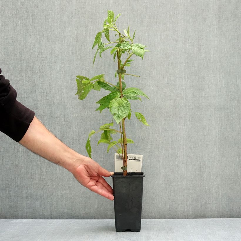 Example of Framboisier remontant Bohème Pot de 1,5L/2L, Touffe as you get in ete