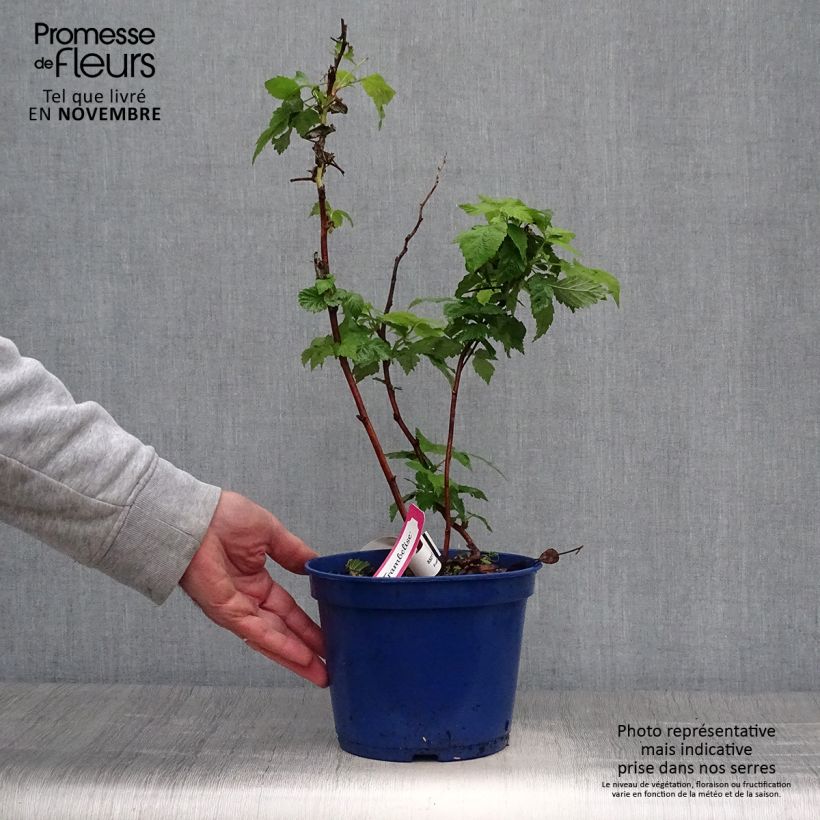 Example of Framboisier remontant Frambélise - Rubus idaeus Pot de 2L/3L, Touffe as you get in automne