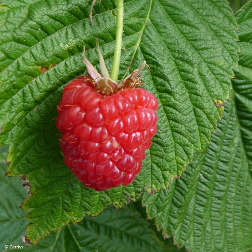 Framboisier Mademoiselle Françoise (remontant) (Harvest)