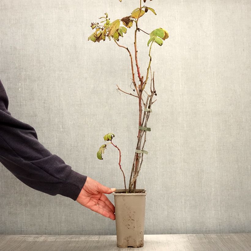 Example of Framboisier Primeberry Autumn Chef - Rubus idaeus  Pot de 1,5L/2L, Touffe as you get in automne