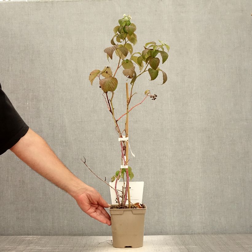 Example of Framboisier remontant Sanibelle - Rubus idaeus Pot de 1L/1,5L as you get in ete