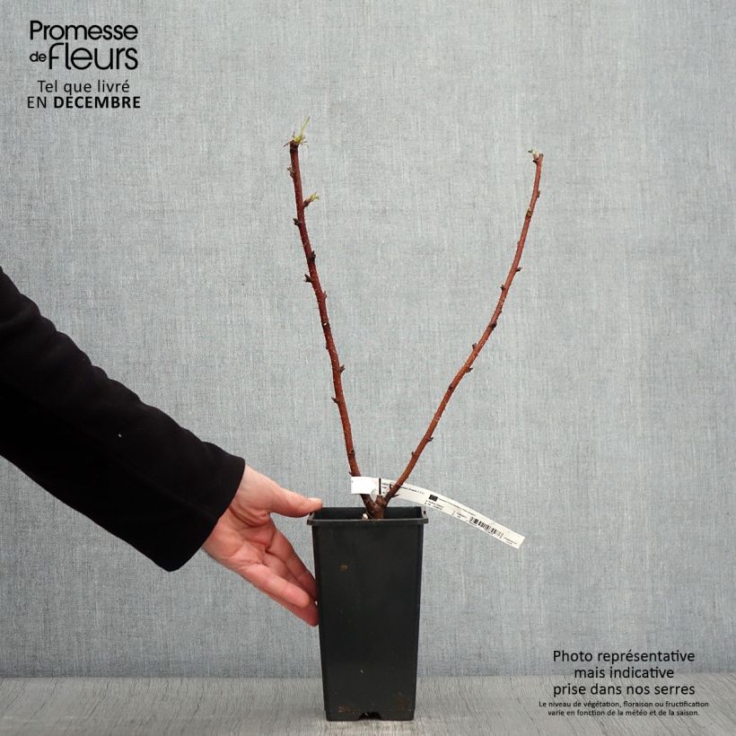 Example of Framboisier remontant Scepter - Rubus idaeus Pot de 1L/1,5L as you get in automne