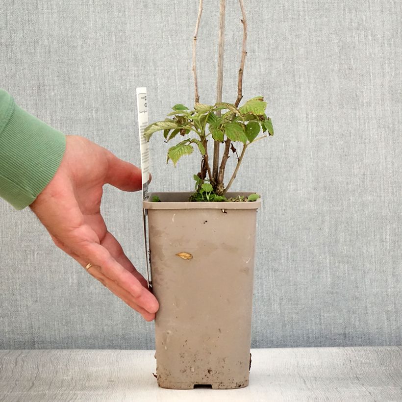 Example of Framboisier Schlaraffia Plentiful (remontant) Pot de 1,5L/2L, Touffe as you get in ete