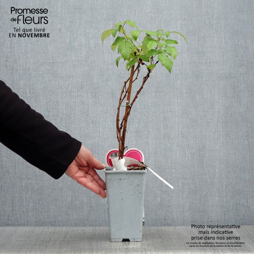 Example of Framboisier Schönemann - Rubus idaeus Pot de 1,5L/2L, Buisson as you get in automne
