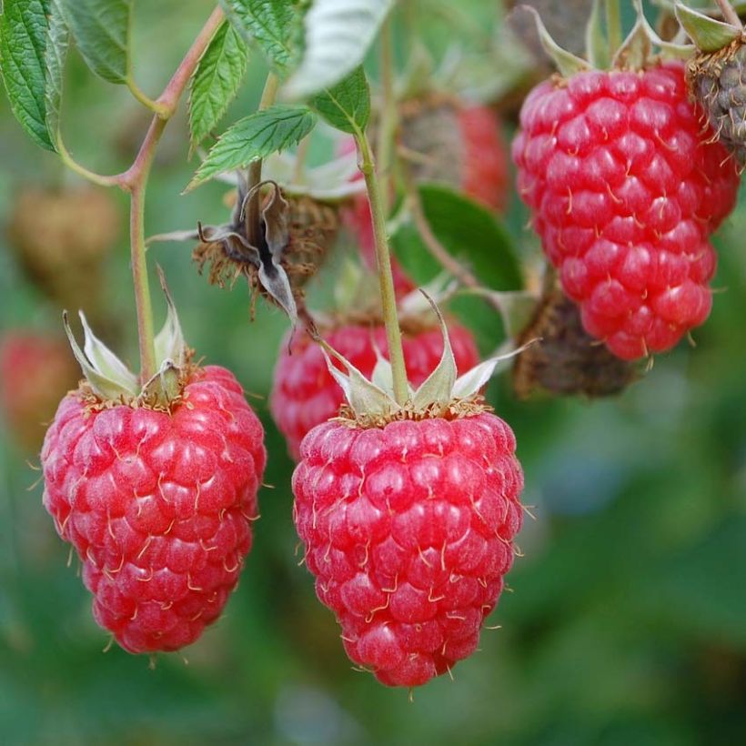 Framboisier Tulamagic non remontant (Harvest)