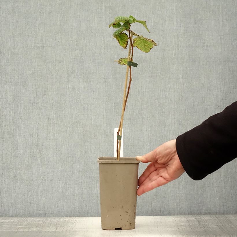 Example of Framboisier Tulamagic non remontant Pot de 1,5L/2L as you get in automne