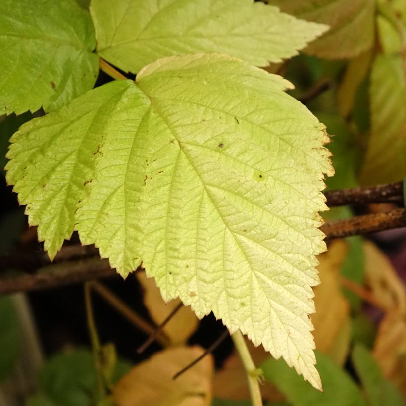 Framboisier Tulamagic non remontant (Foliage)