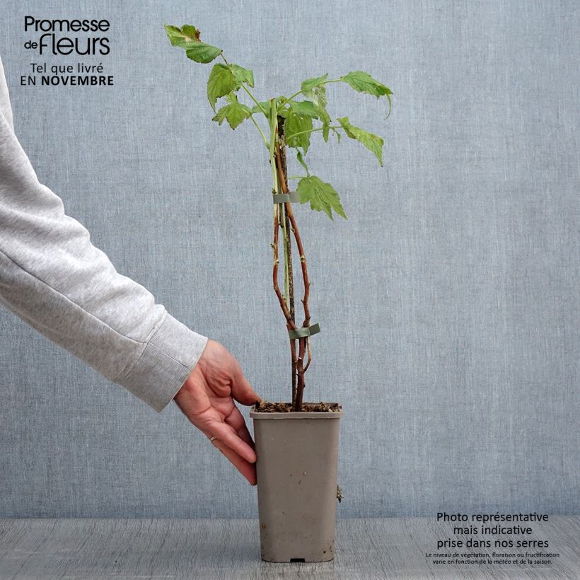 Example of Framboisier Twotimer Allyouneed - Rubus idaeus (remontant) Pot de 1,5L/2L as you get in automne