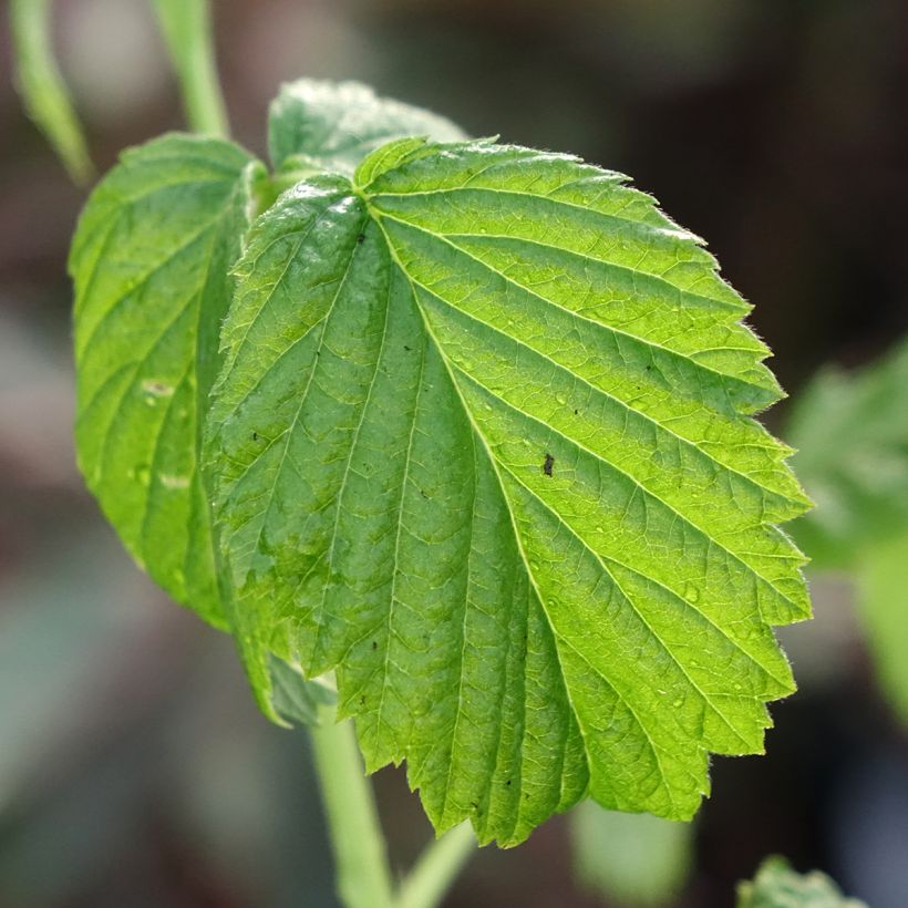 Framboisier Valentina (non remontant) (Foliage)