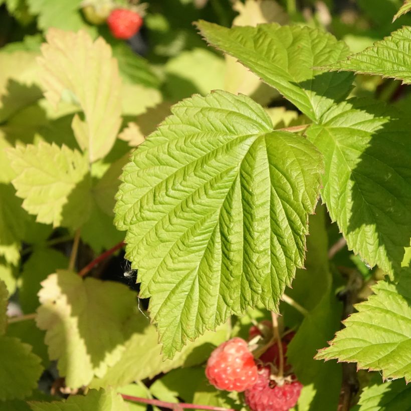 Framboisier Versailles (remontant) Bio (Foliage)