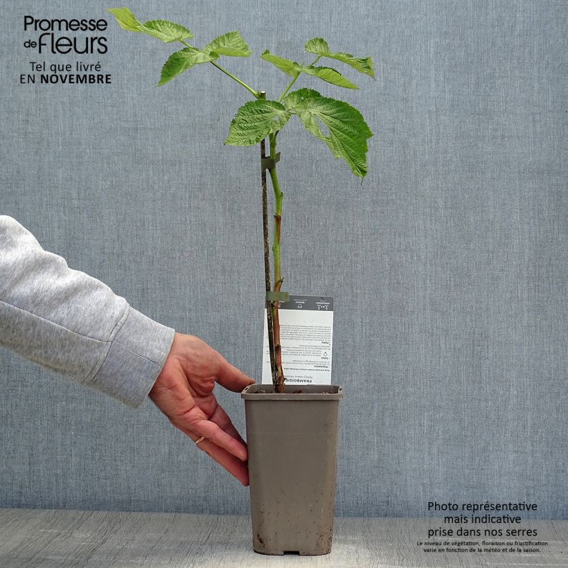 Example of Framboisier Versailles (remontant) Pot de 1L/1,5L, Touffe as you get in automne