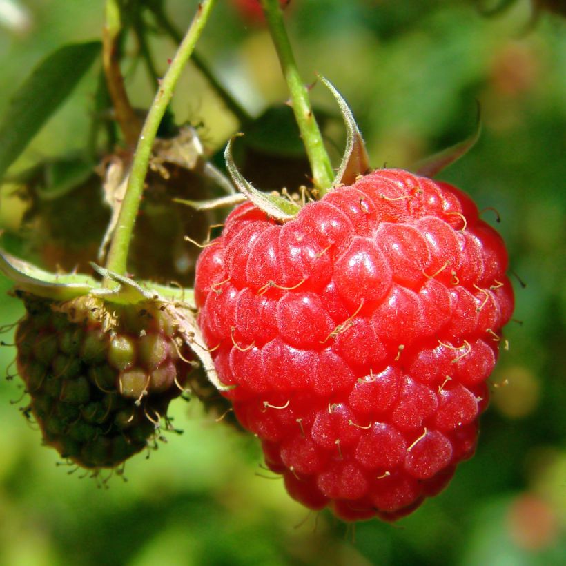 Framboisier Willamette (non remontant) (Harvest)