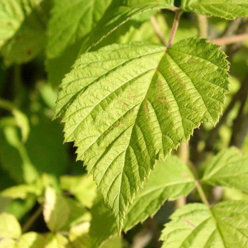 Framboisier Willamette (non remontant) Bio (Foliage)