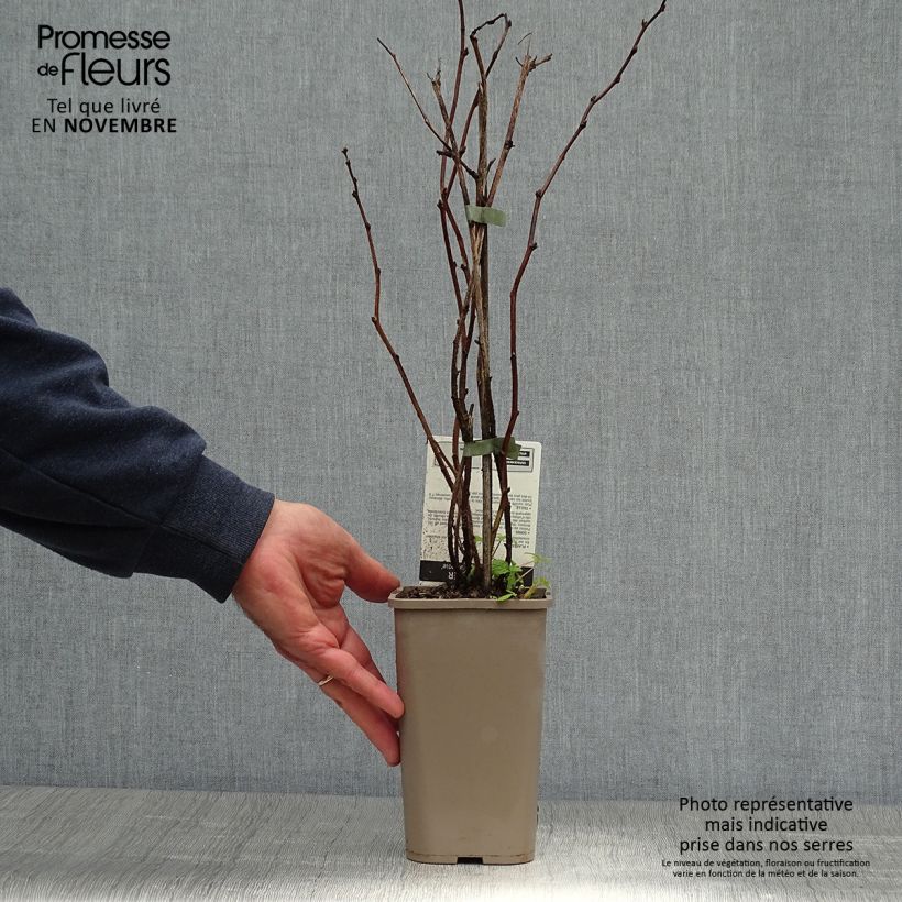 Example of Framboisier Willamette (non remontant) Pot de 1,5L/2L, Buisson as you get in automne