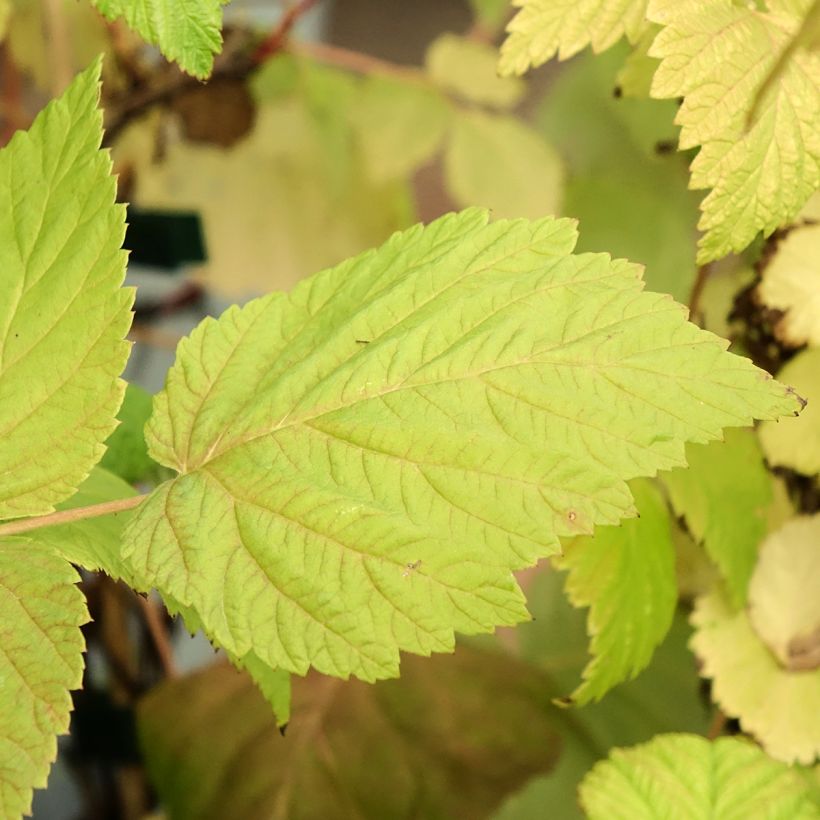 Framboisier Zeva (remontant) Bio (Foliage)
