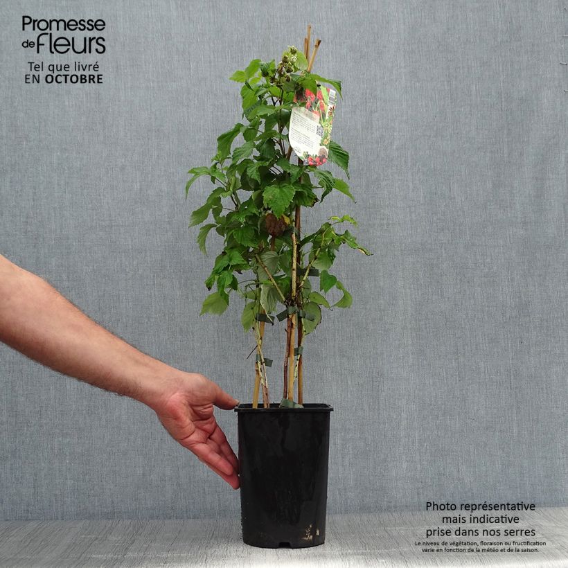 Example of Framboisier Zeva - Zefa Herfsternte (remontant) Pot de 1,5L/2L, Touffe as you get in automne