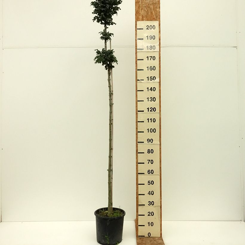 Example of Fraxinus excelsior Crispa - Frêne à feuilles crispées Pot de 12L/15L, Tige as you get in ete