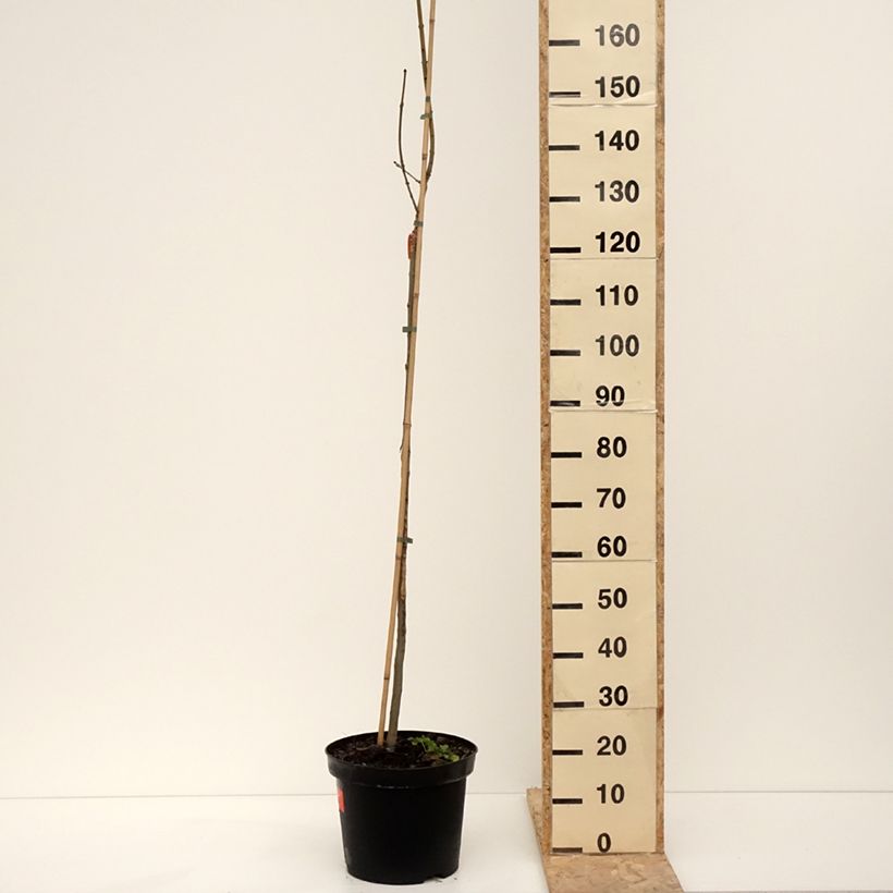 Example of Fraxinus excelsior Foliis Aureis - Frêne commun doré Pot de 12L/15L, Tige as you get in hiver