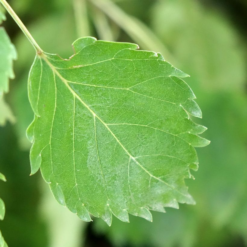 Fraxinus excelsior Heterophylla Pendula - Frêne pleureur (Foliage)