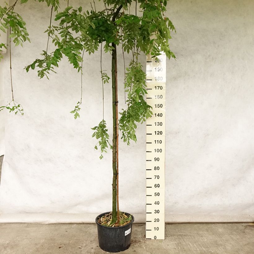 Example of Fraxinus excelsior Pendula - Frêne pleureur Pot de 30L/35L, Tige as you get in ete